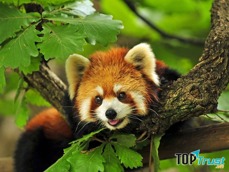 Gấu trúc đỏ