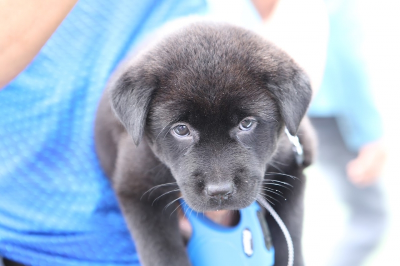 Giá H'Mông cộc tương đối cao so với các giống chó khác của Việt Nam