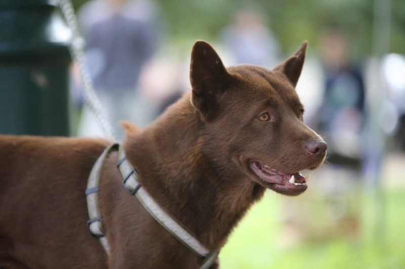 Hiện nhiều đàn chó H'Mông cộc đang được phát triển một cách chuyên nghiệp từ những con giống tốt