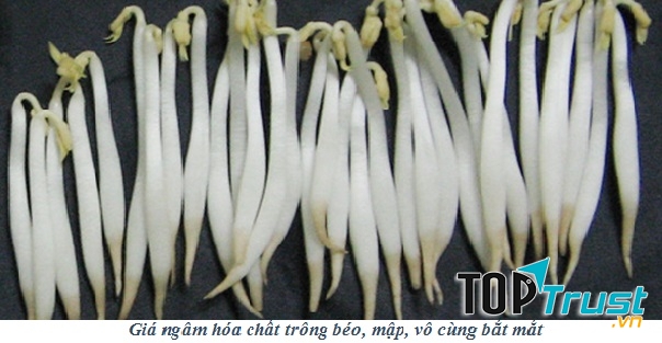 Giá đỗ không có rễ