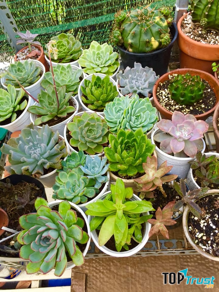 Gia Huy Succulents Sen Đá
