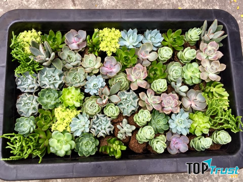 Gia Huy Succulents Sen Đá