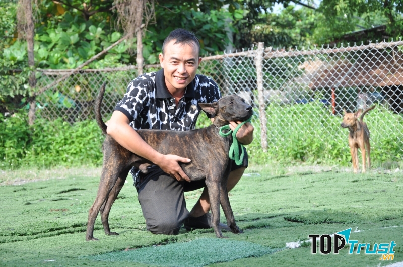 Nên mua chó Phú Quốc ở các trại uy tín để tránh mua phải chó lai, không thuần chủng