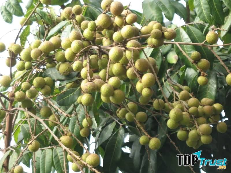 Giảm căng thẳng, trầm cảm