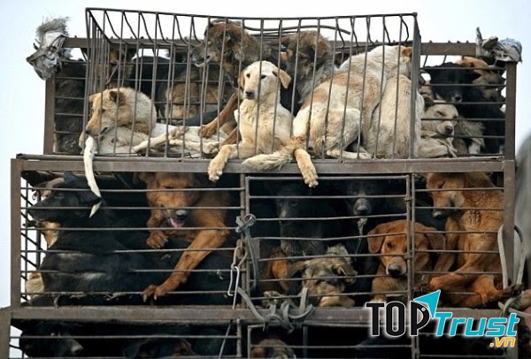 Số lượng chó mèo hoang ngày càng tăng