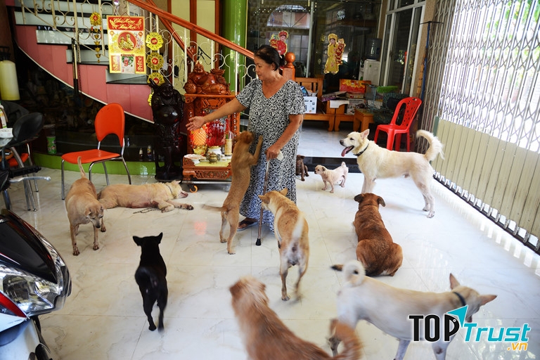 một người phụ nữ cứu giúp đàn chó hoang