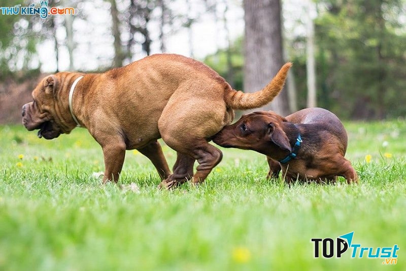 Dấu hiệu động dục ở chó