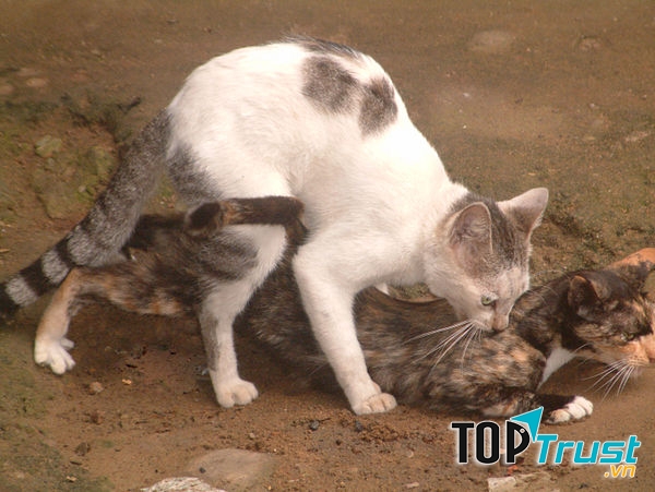 Mèo đực thường xuyên bỏ nhà đi để tìm bạn