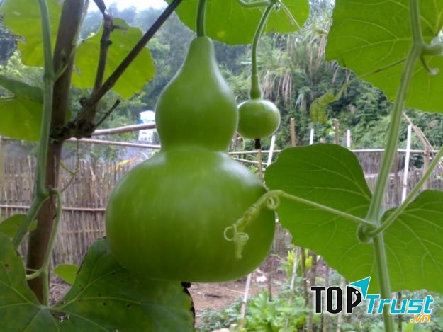 Quả bầu trông như hũ rượu.