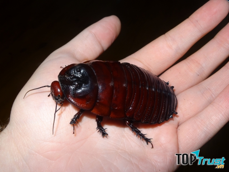 Gián đào hang khổng lồ