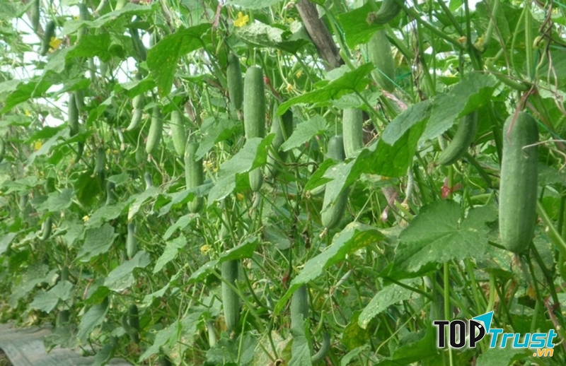Giàn dưa chuột