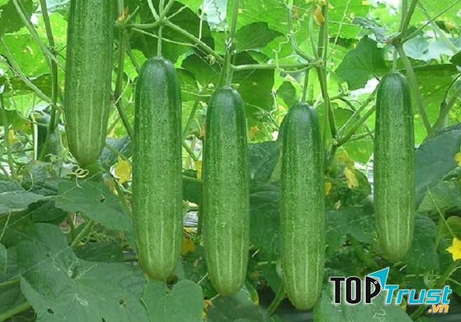 Quả dưa chuột khi thu hoạch