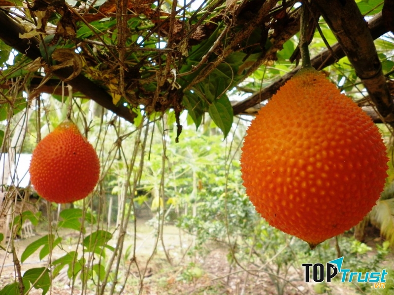Giàn gấc