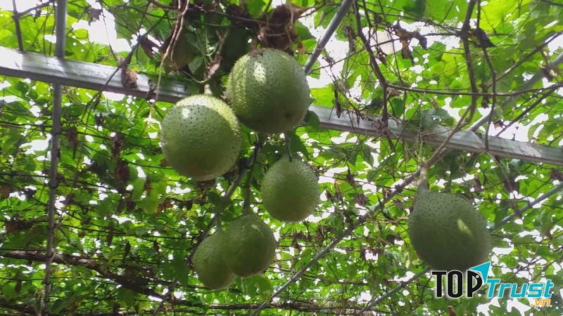 Giàn gấc