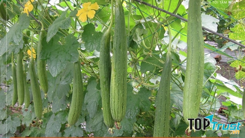 Giàn mướp nhà em
