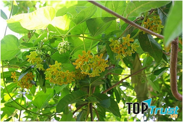 Giàn hoa thiên lí