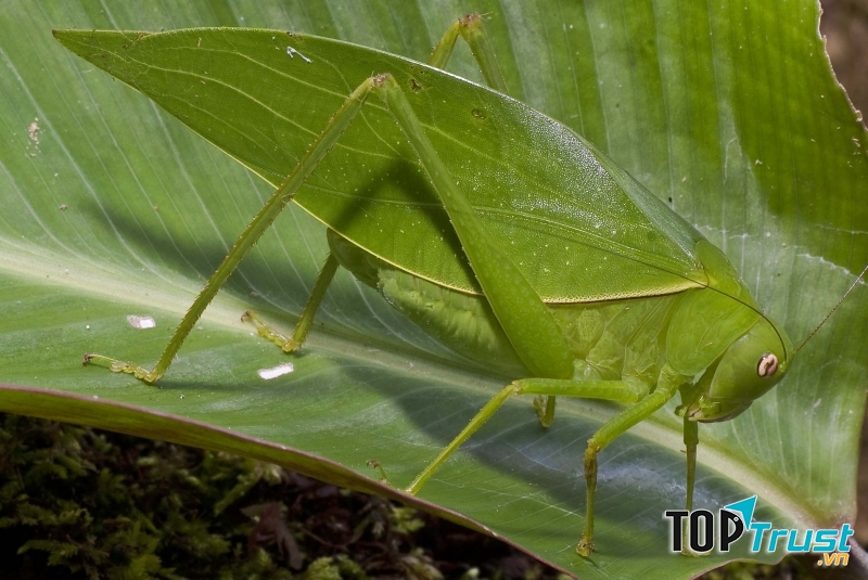 Giant Long-Legged Katydids