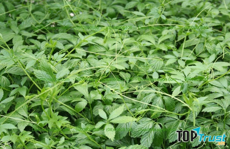 Lá cây giảo cổ lam