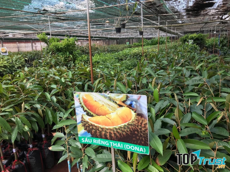 Giống cây trồng Anh Mão
