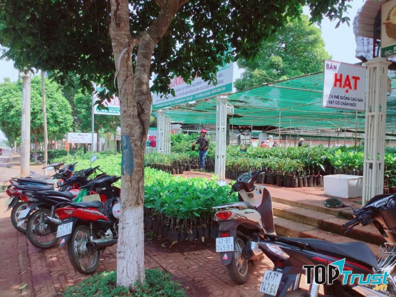 Giống cây trồng Anh Mão