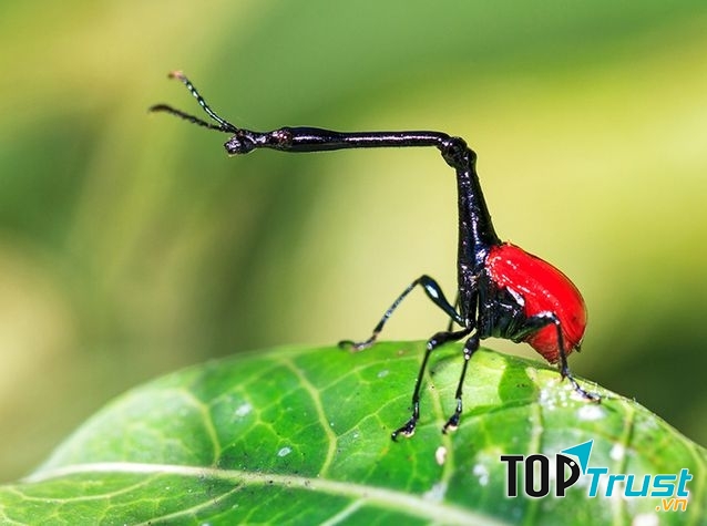 Một con mọt Giraffe Weevils