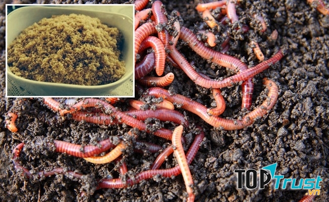Ruốc được làm từ giun đất