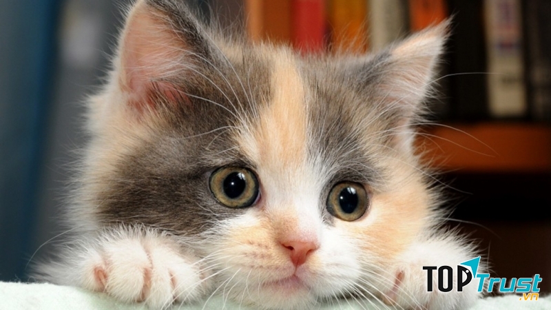 Ảnh minh họa (Nguồn internet)