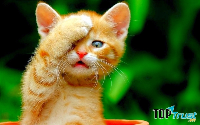 Ảnh minh họa (Nguồn internet)