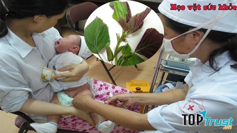 Tía tô hạn chế việc sốt khi trẻ đi tiêm phòng