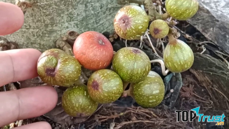 Giúp hạ huyết áp
