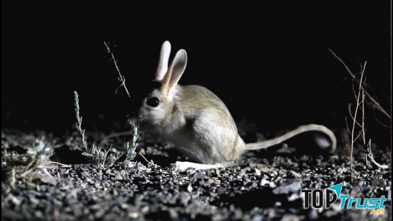 Chuột Gobi Jerboa vào ban đêm