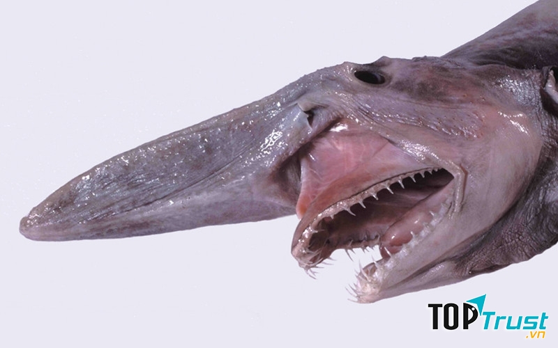 Đầu cá Goblin Shark