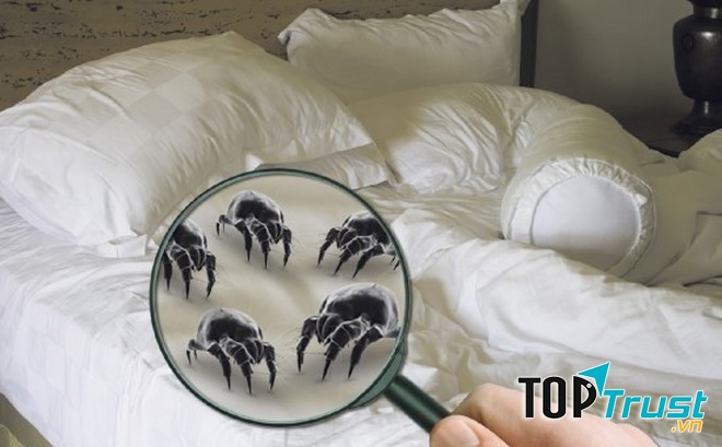 Gối như một mối nguy hiểm sinh học