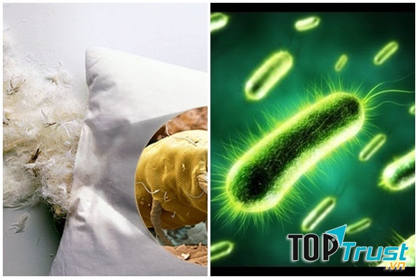 Gối như một mối nguy hiểm sinh học