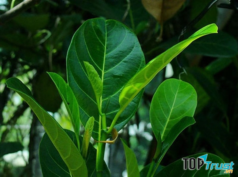 Lá mít non gọi sữa về hiệu quả