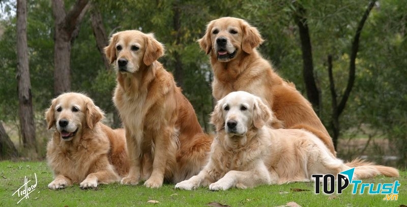 Golden (Golden Retriever) - một trong những loài chó cảnh thông minh nhất thế giới