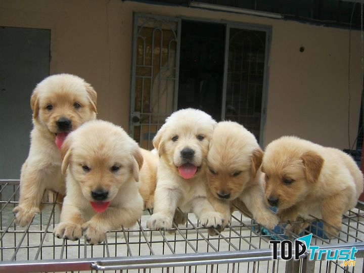 Golden (Golden Retriever) - một trong những loài chó cảnh thông minh nhất thế giới