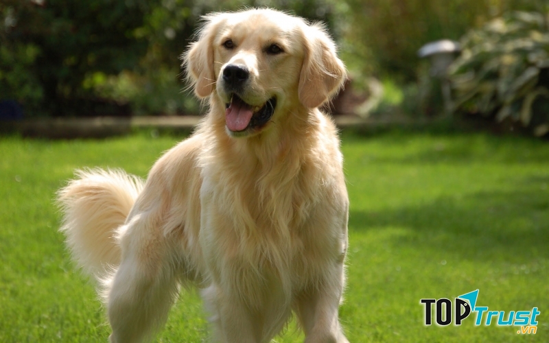 Golden Retriever