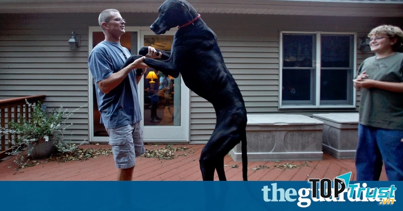 Chú chó Great Dane Zeus nổi tiếng