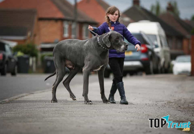 Great Dane là loài chó chiến khổng lồ