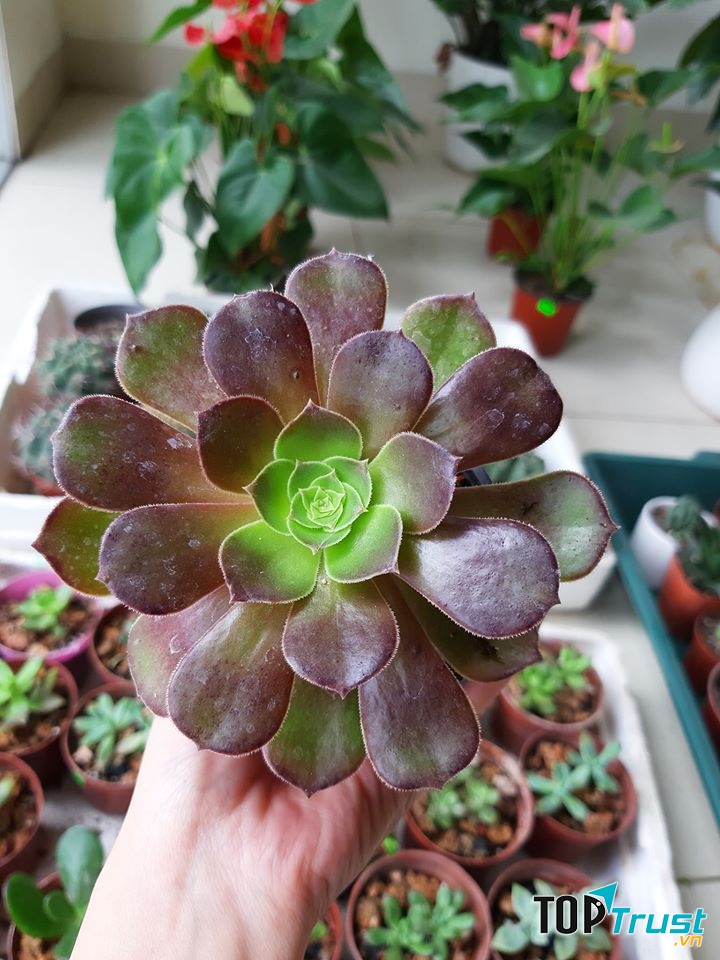 Sen đá độc lạ tại Green Sunday