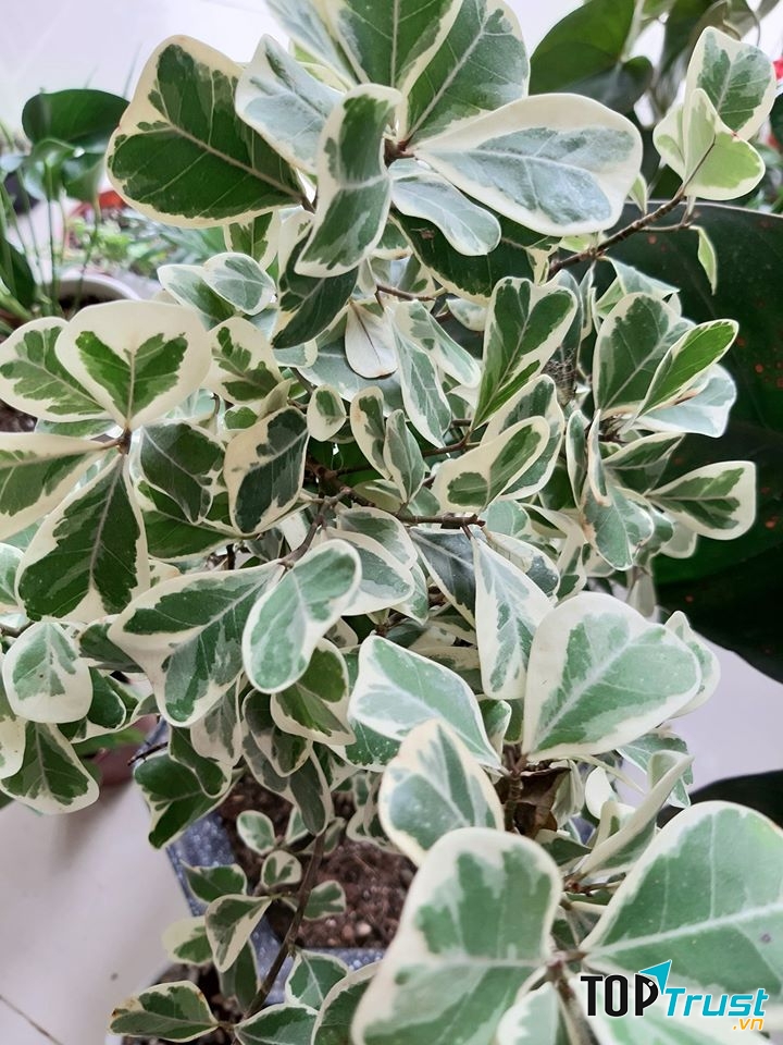 Cây đột biến tại Green Sunday