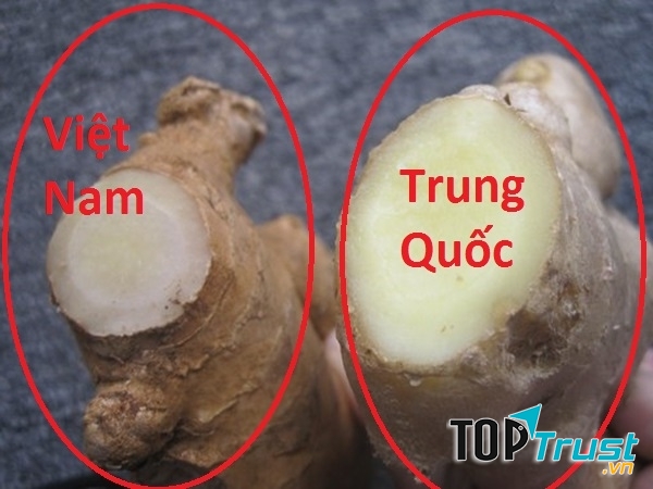 Sự khác nhau giữa hai loại gừng