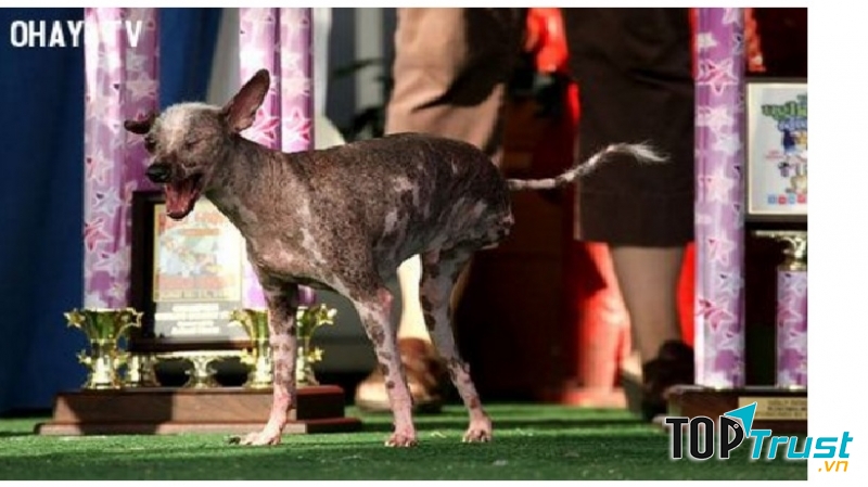 Gus - Chú chó tội nghiệp