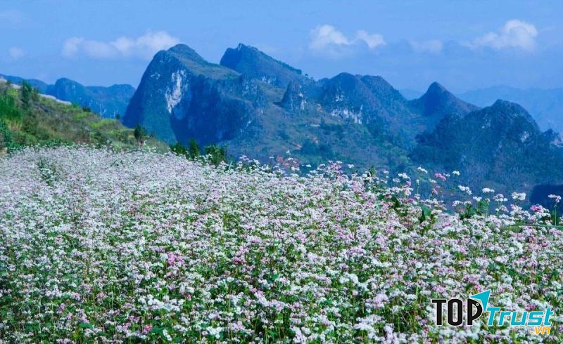 Những bông hoa nhỏ xíu được trồng nhiều bên triền núi