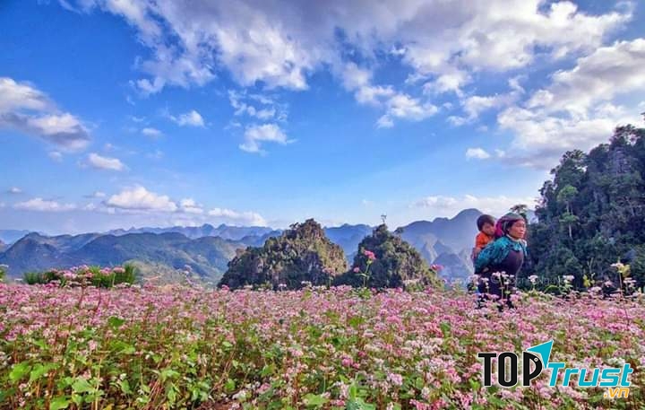 Hoa tam giác mạch thừơng mọc thành các cánh đồng lớn ven đường, thung lũng thậm chí len lỏi trên những vách đá lởm chởm