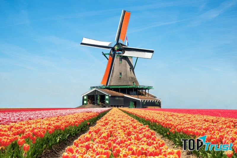 Du học ngành Truyền thông tại Hà Lan - Ảnh minh họa