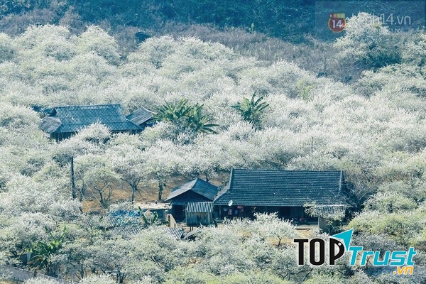 Mộc Châu nở trắng hoa ban