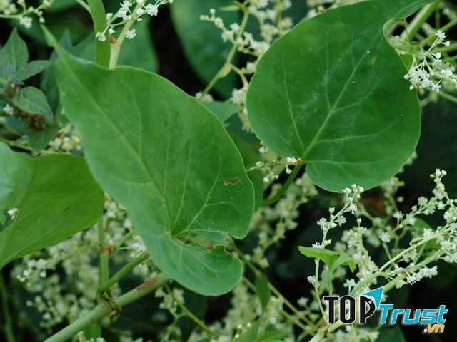 Hà thủ ô chữa tóc bạc sớm