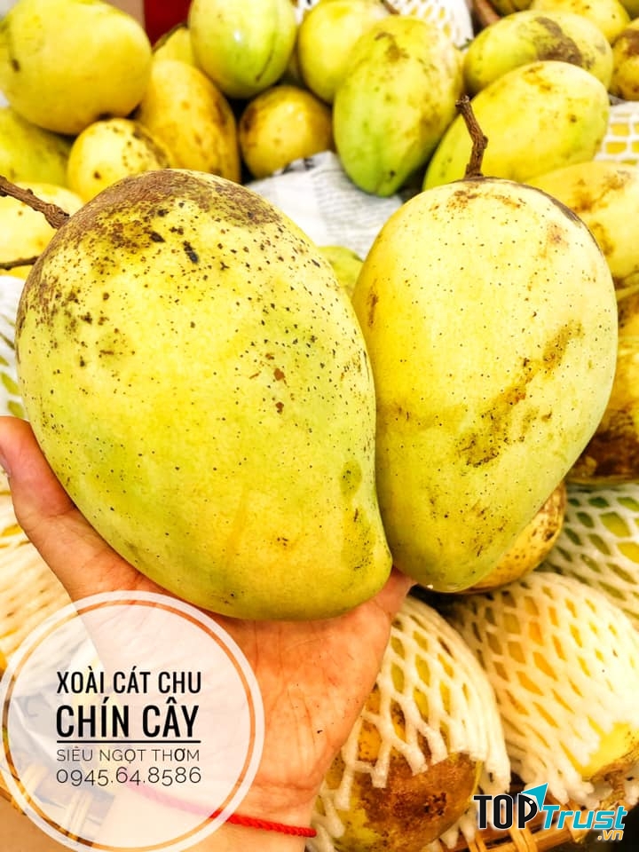 Hà Vinh Fruit
